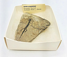 Anfibio fossile Miocene