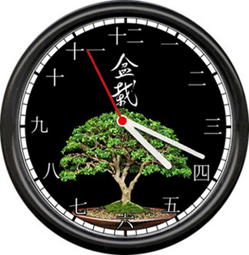 Bonsai albero ginepro - albero,