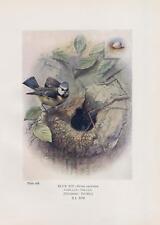 Cinciarella (Cyanistes