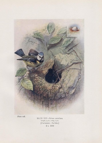 Cinciarella cyanistes - cinciarella, (cyanistes