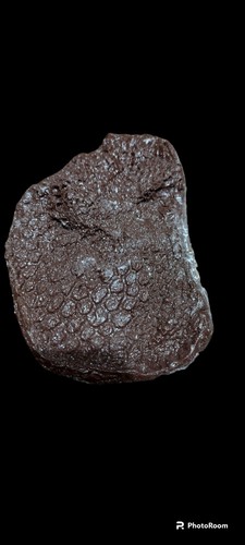 Edmontosaurus annectens pelle - annectens, (pelle