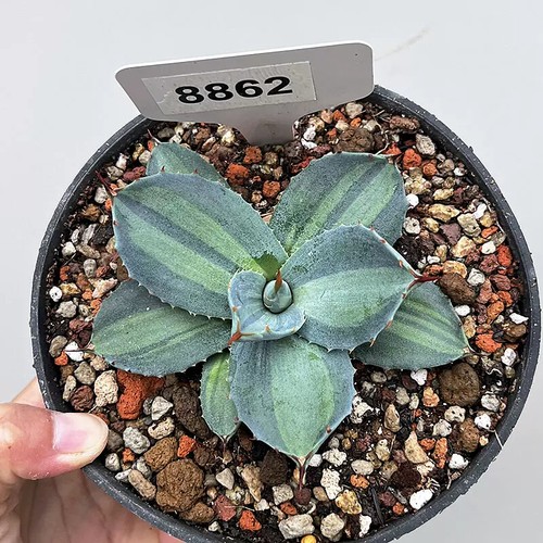 Agave parryi 1 pezzo - parryi,