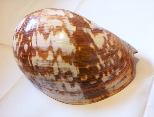 Conchiglia gigante melo - gigante,