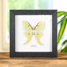 The Luna Taxidermy Moth Frame
