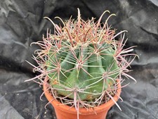 FEROCACTUS ACANTHODES -VIVAIO