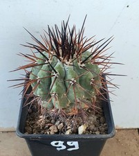 Copiapoa cinerea, Cifuncho