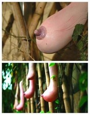 15 SEMI ZUCCA UUMP A FORMA DI SENO + SPEDIZIONE GRATUITA + OMAGGIO