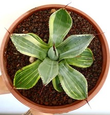Agave parryi truncata clone