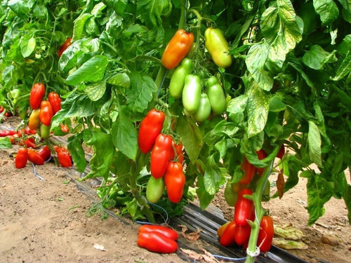 Pomodori san marzano alto - san,