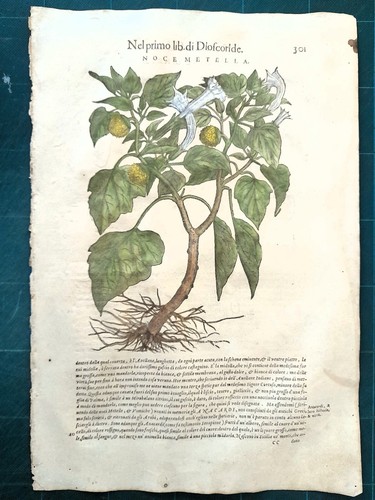 Mattioli matthioli erbario - matthioli, a