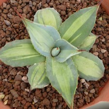 Agave parryi ssp. huachucensis 'Excelsior' - Agave di Parry | Agave di Huachuca