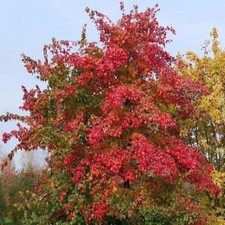 Acer Buergerianum - acero