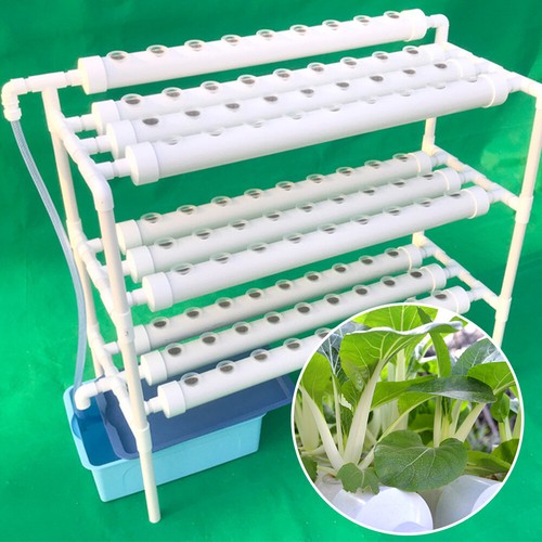 Pianta vegetale strati - vegetale,