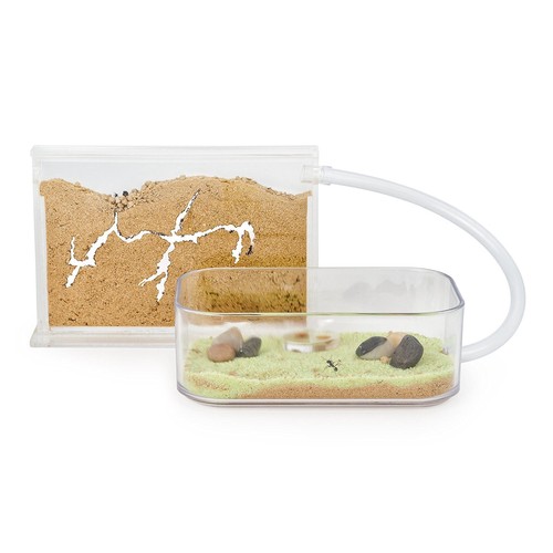 Formichiere kit basic - formichiere,