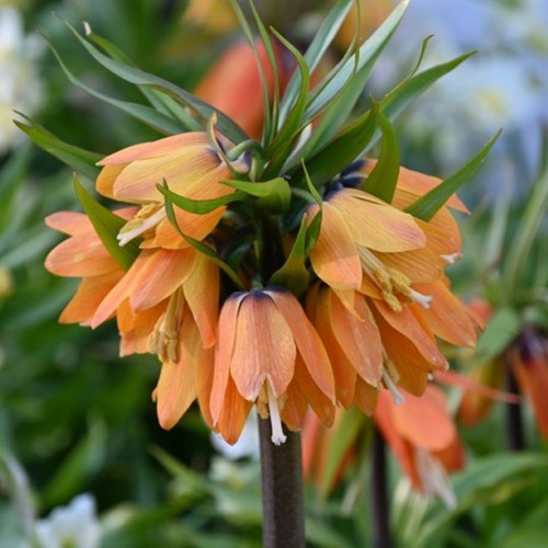 Bulbi fiori cipolle - fiori,
