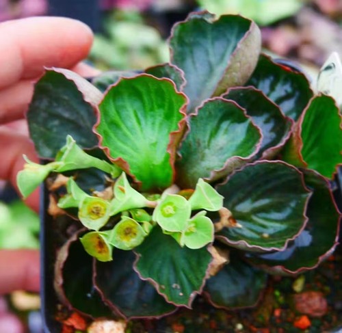 Euphorbia francoisi wysiwyg - francoisi,