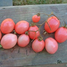 Pomodoro pearly pink - -, cherry