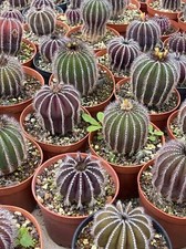 Rara pianta di cactus succulenta Uebelmannia pectinifera giardino radice propria 3 cm