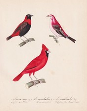 Rosso Cardinale Cardinal