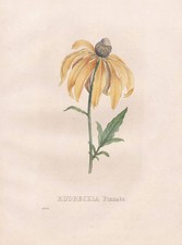 Rudbeckia Pinnata Lithograph