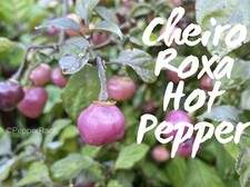 RARE✿ NEW! Cheiro Roxa Hot
