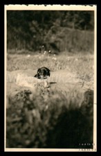 Foto, mostra di cani di razza Erzgeb., cucciolo di teckel sul soffietto, 5026...