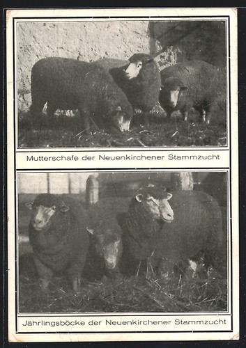 Neuenkirchen pecore madri e - pecore,