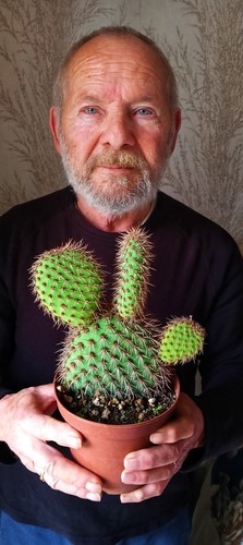 Opuntia pycnantha - , f