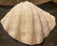 Guscio di artiglio gigante Tridacna Gigas 11" x 8"