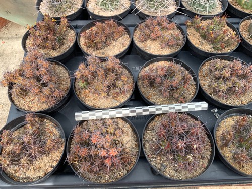 Wholesale pack euphorbia - wholesale,