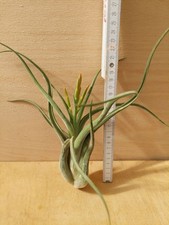 Tillandsia caput medusae xl - tillandsia, caput-medusae,