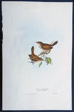 John Gould Uccelli Ornitologia
