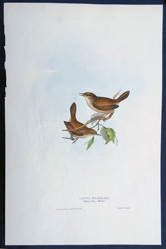 John gould uccelli ornitologia - gould,