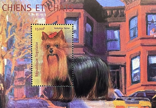Togo yorkshire terrier - yorkshire,