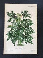 ANTICA STAMPA BOTANICA COLORATA ORIGINALE XIX SECOLO - BEGONIA DIADEMA - TIGLIO