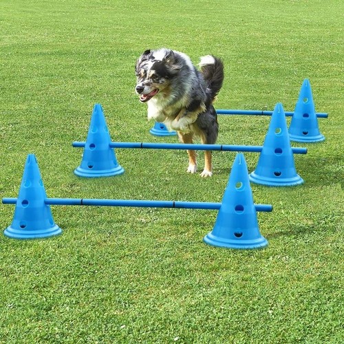 Set agilità cane attrezzatura