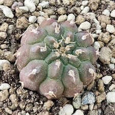 Gymnocalycium vatteri v