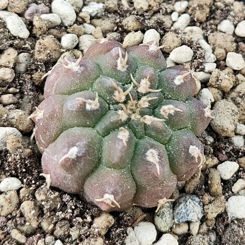 Gymnocalycium vatteri - , v