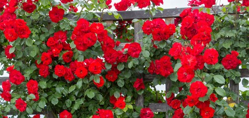 Semi rosa rampicante - di,