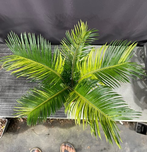 Cycas revoluta thunb - cycas,