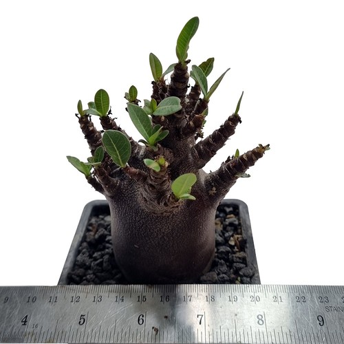 Adenium pelle scura in - adenium, 'pelle