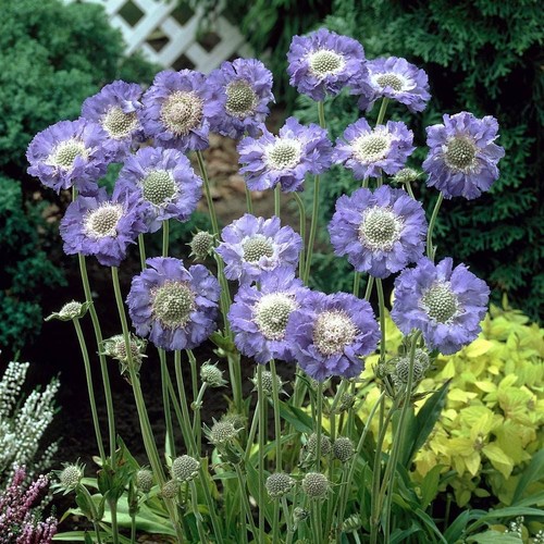 Semi pincushion scabiosa - semi,