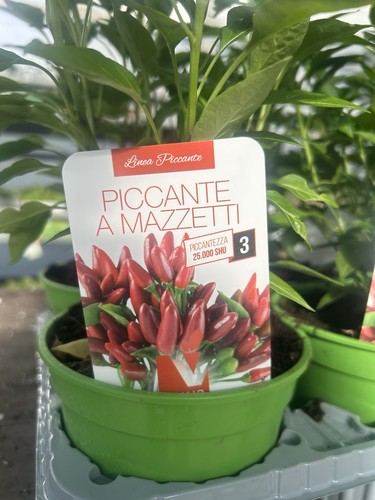 Peperoncino piccante - peperoncino,