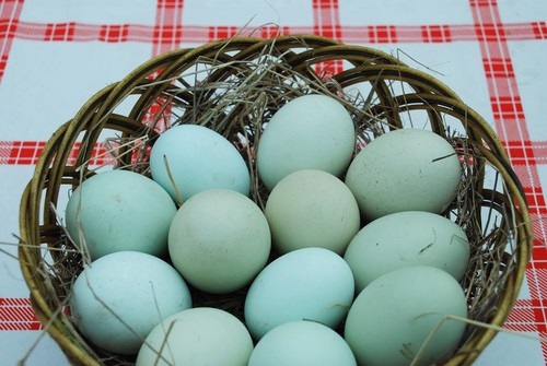 Uova fertili feconde araucana - fertili,