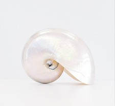 Conchiglia Nautilus Pompilius