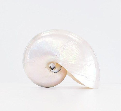 Conchiglia nautilus pompilius - nautilus,