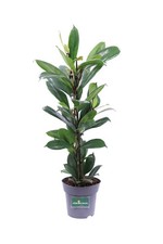 Pianta vera ficus - di,