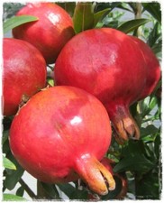 Pianta di MELOGRANO