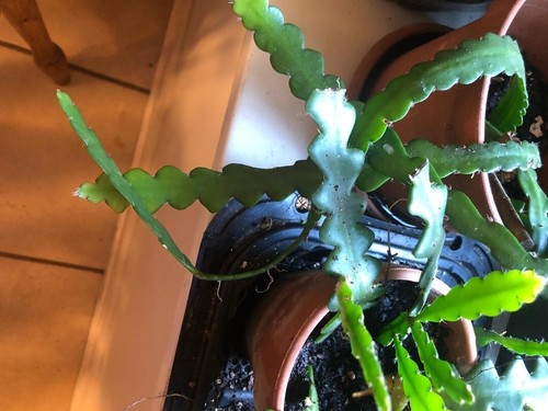 Zigzag cactus cuttings - zigzag,
