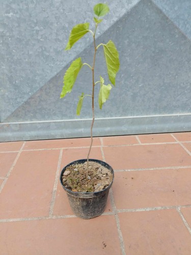 Pianta gelso nero vaso - gelso,